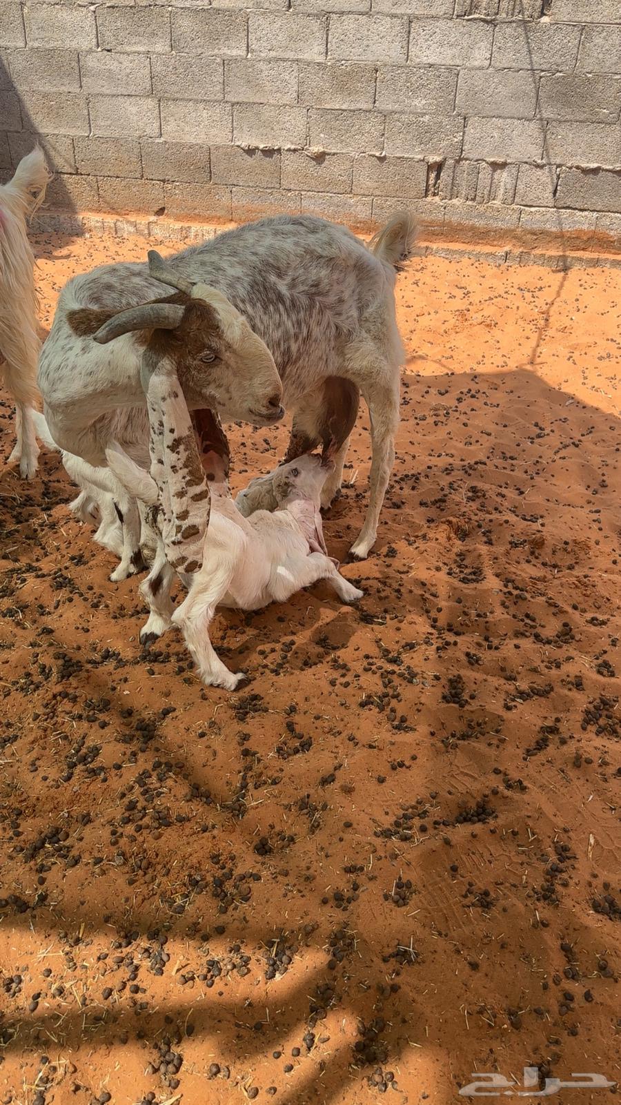 عنز متبع تيس وجفره64546902087425110