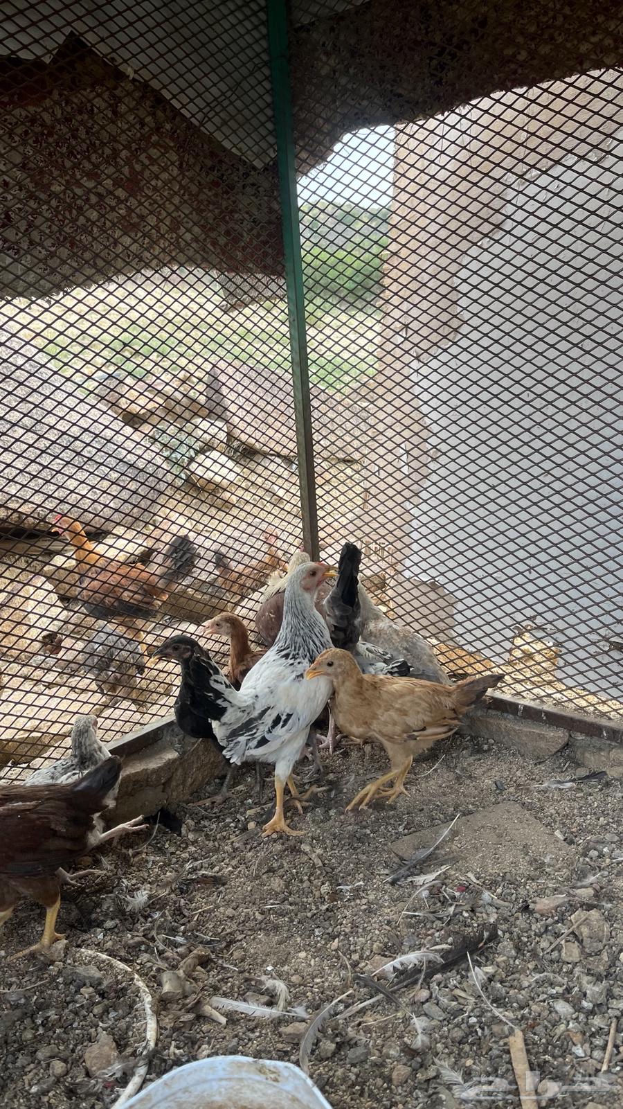 فريج للبيع العمر شهرين الصحة شرط64551589981953112