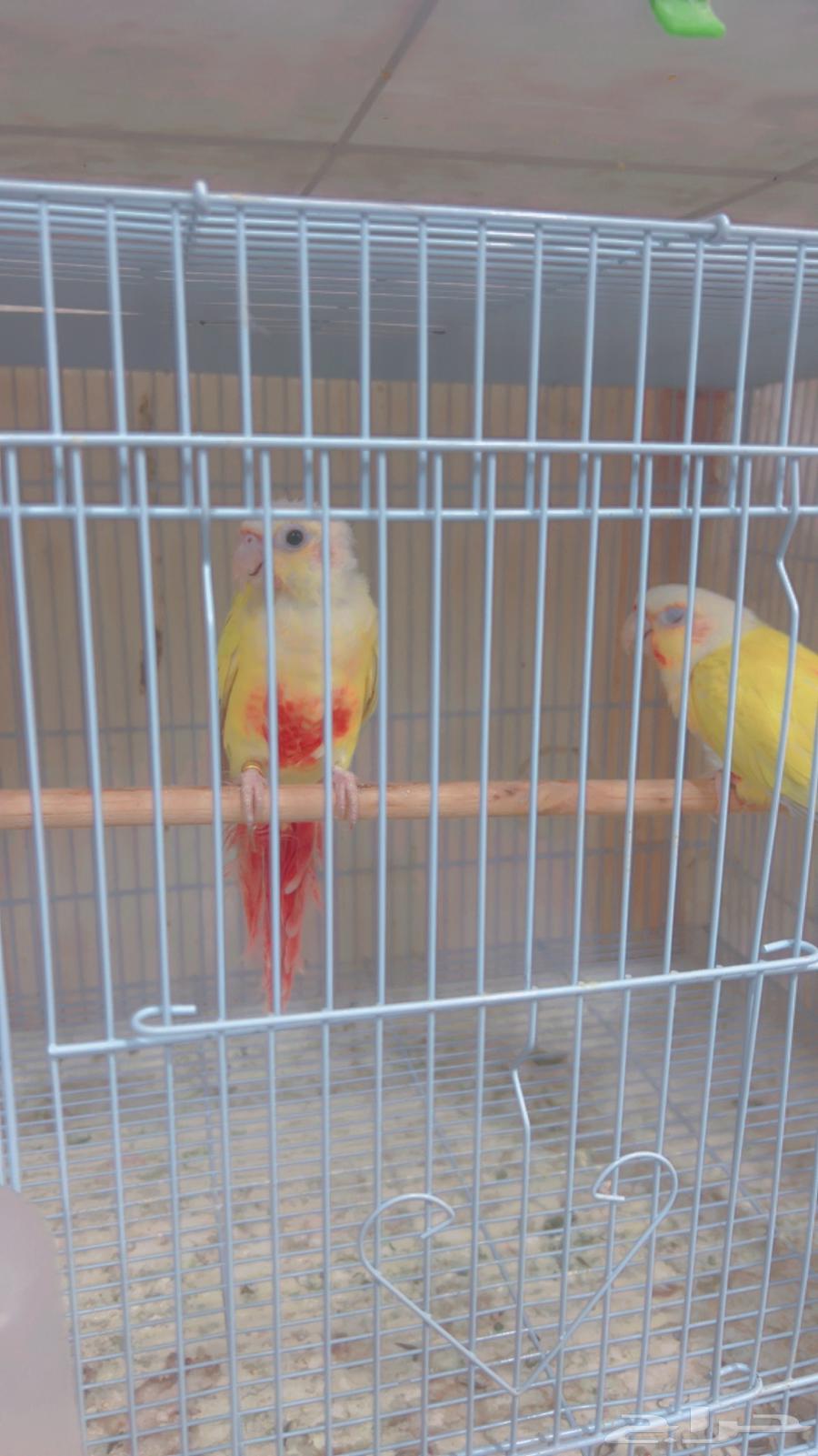 زوج كنيور صن شك مع فروخه64549205794819112