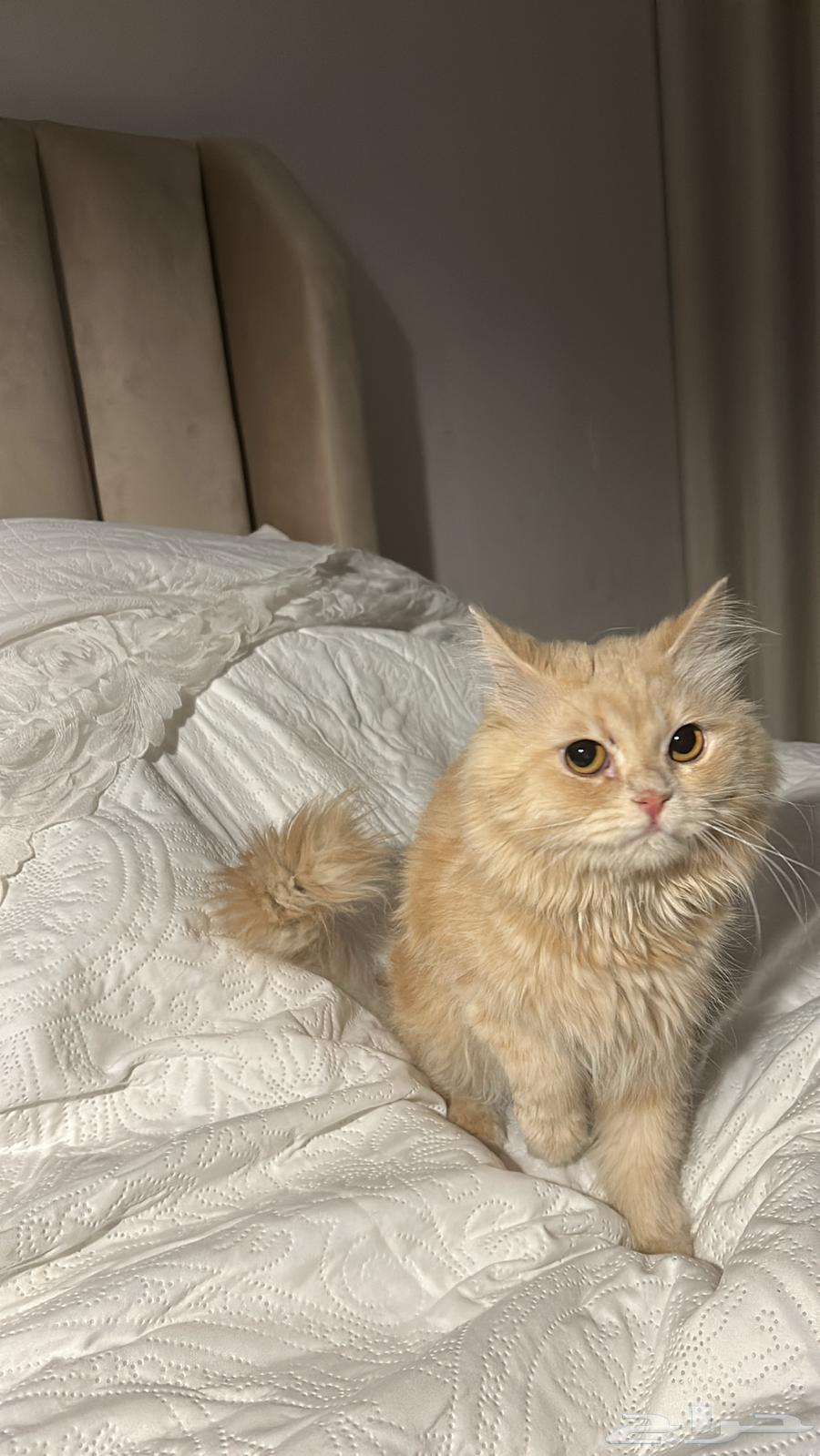 قطوه شيرازي للبيع64552633291650113