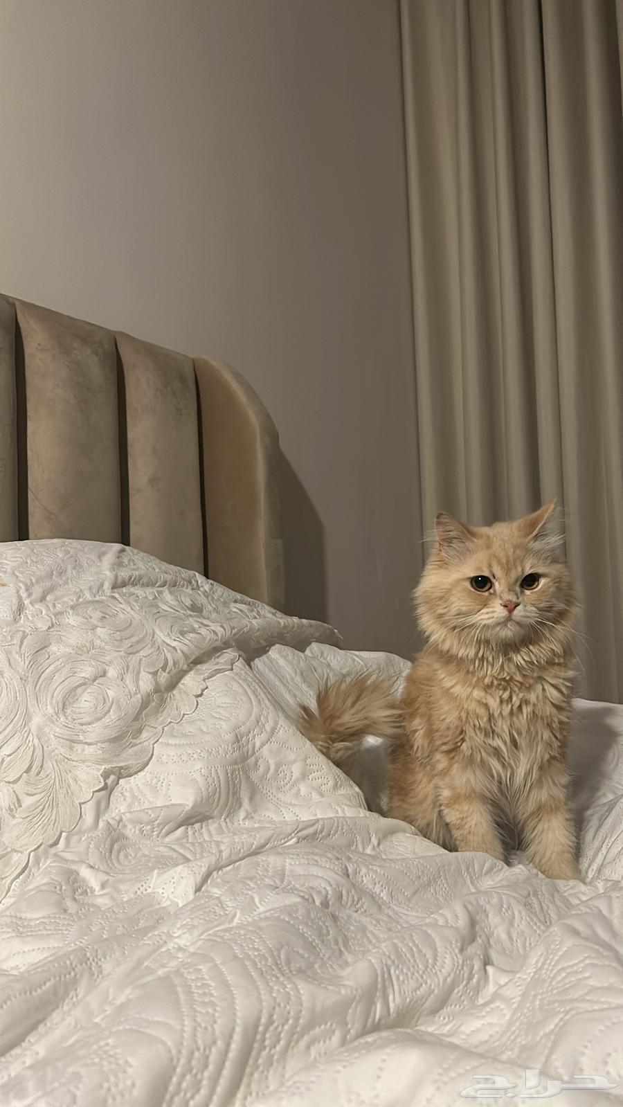 قطوه شيرازي للبيع64552633291650110