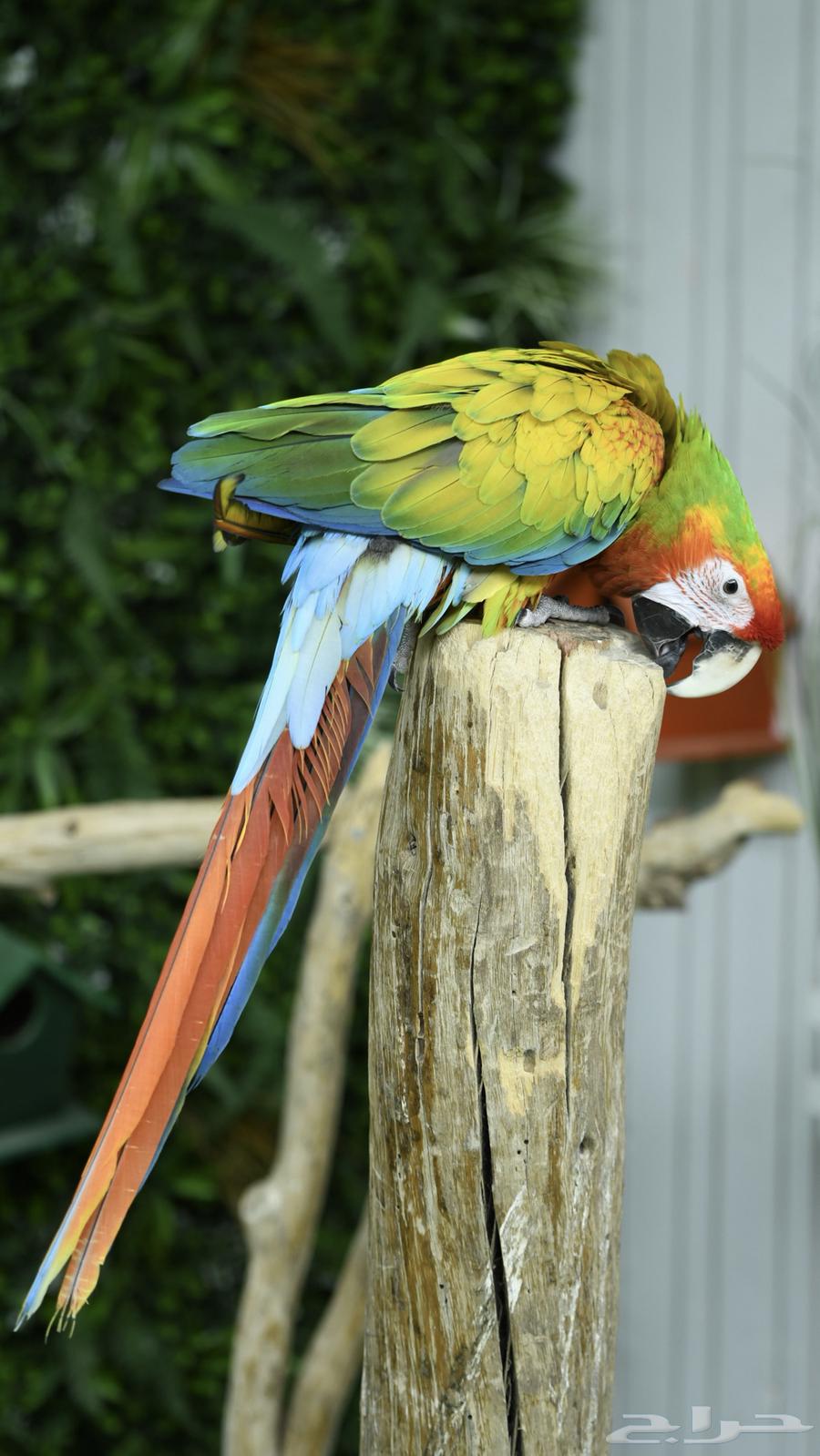 Rare Verdant Macaw with Ownership Certificate (Sold)64550917014658114