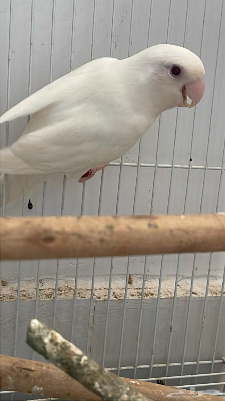 Condition of the breeding pair64547207774595112