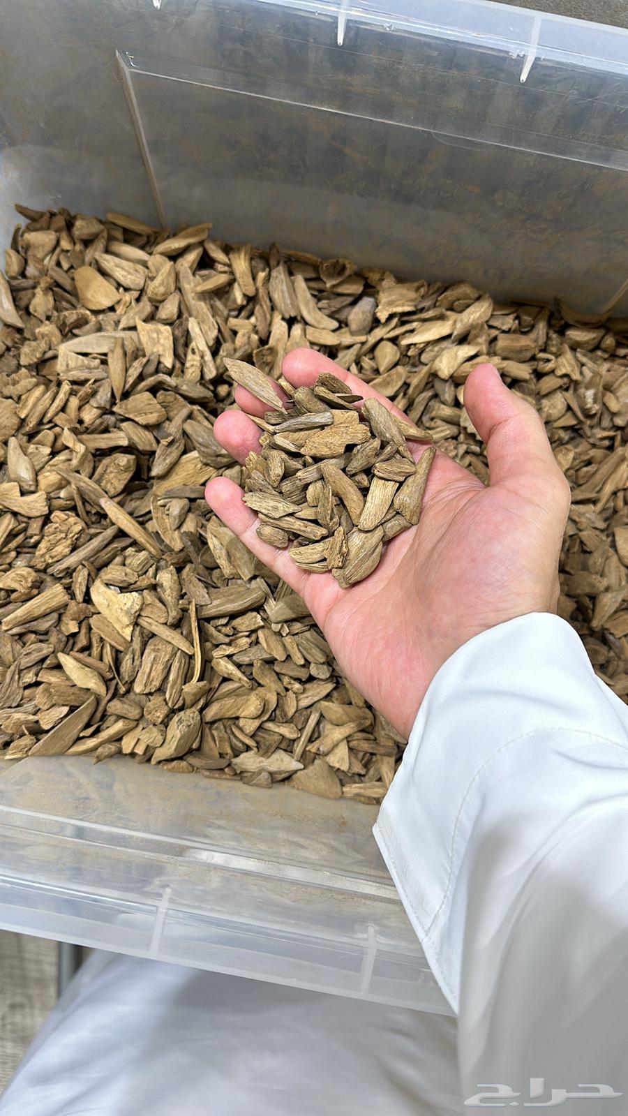 دقة مروكي طبيعي64547360185475110