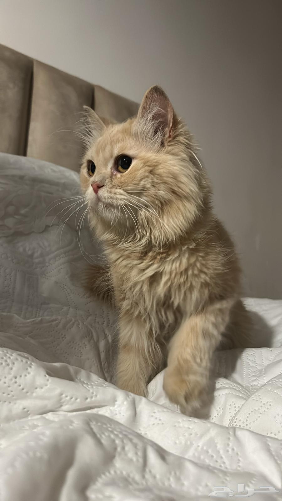 عمره ثلاث شهور مافيها ولا مرض والنوع ذكر64552547985154112