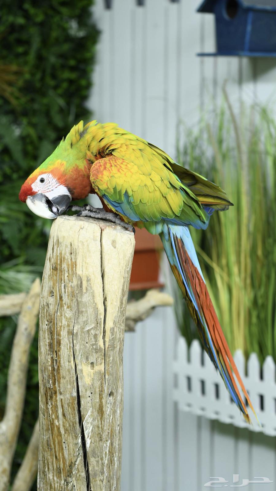 Rare Verdant Macaw with Ownership Certificate (Sold)64550917014658111
