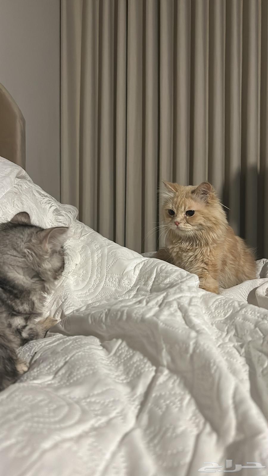 قطوه شيرازي للبيع64552633291650111