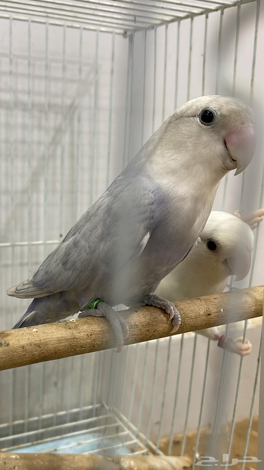 Condition of the breeding pair64547207774595111