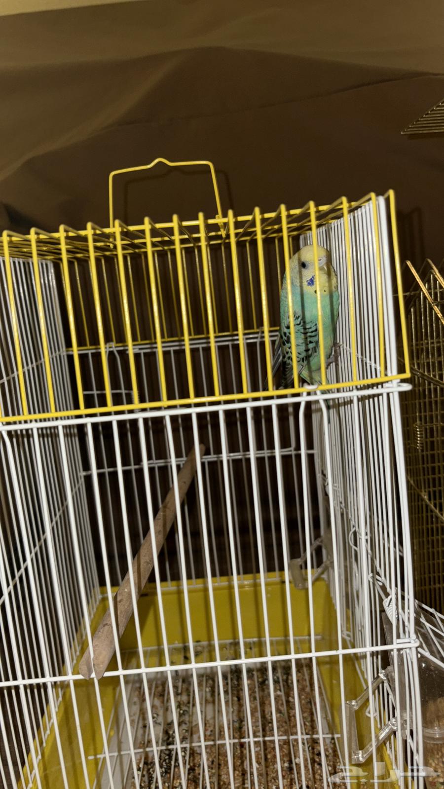 روز وبادجي64552505374979111