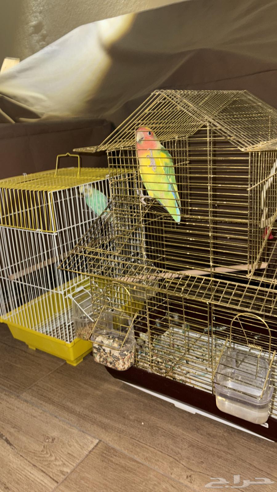 روز وبادجي64552505374979112