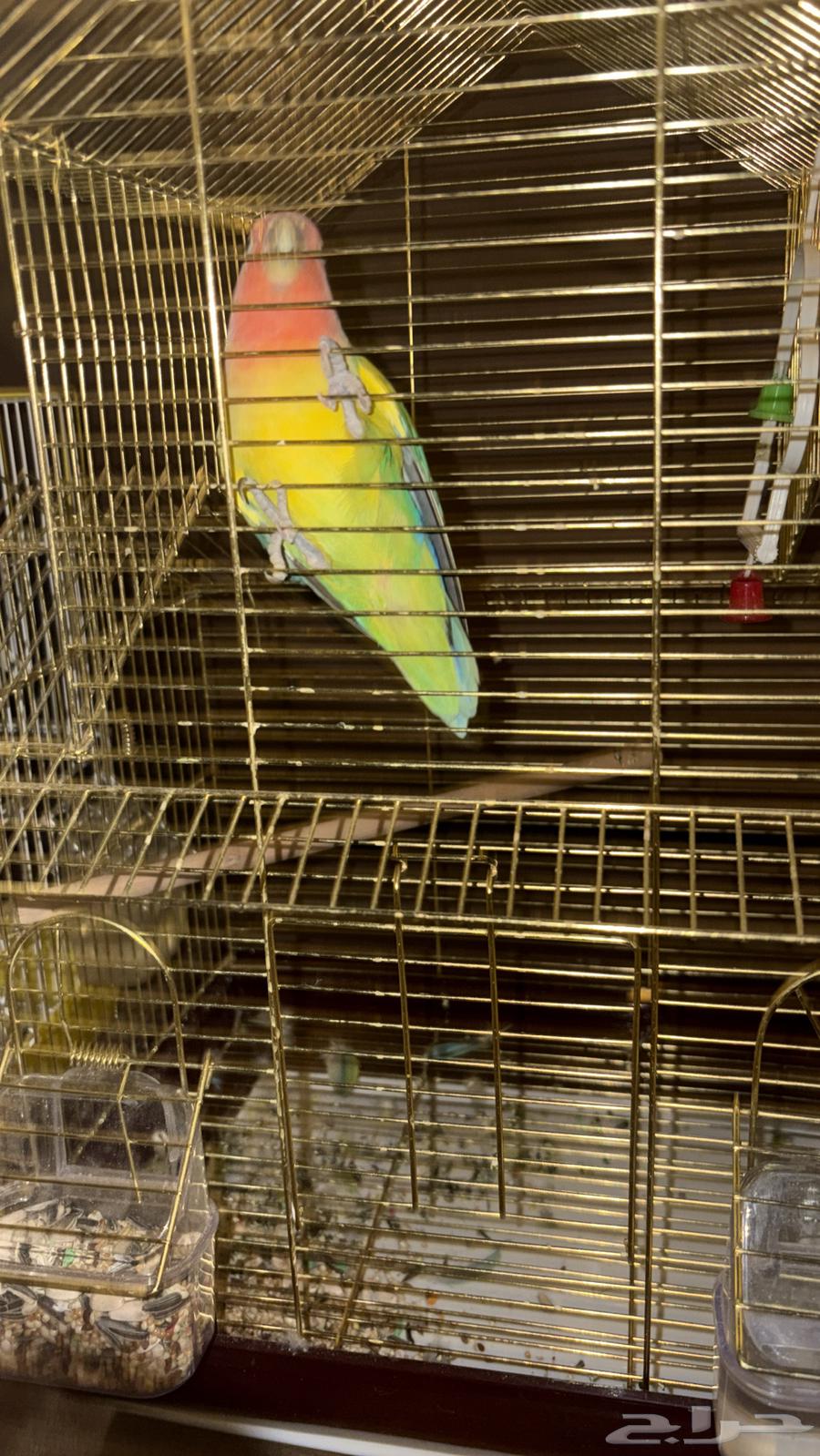 روز وبادجي64552505374979110