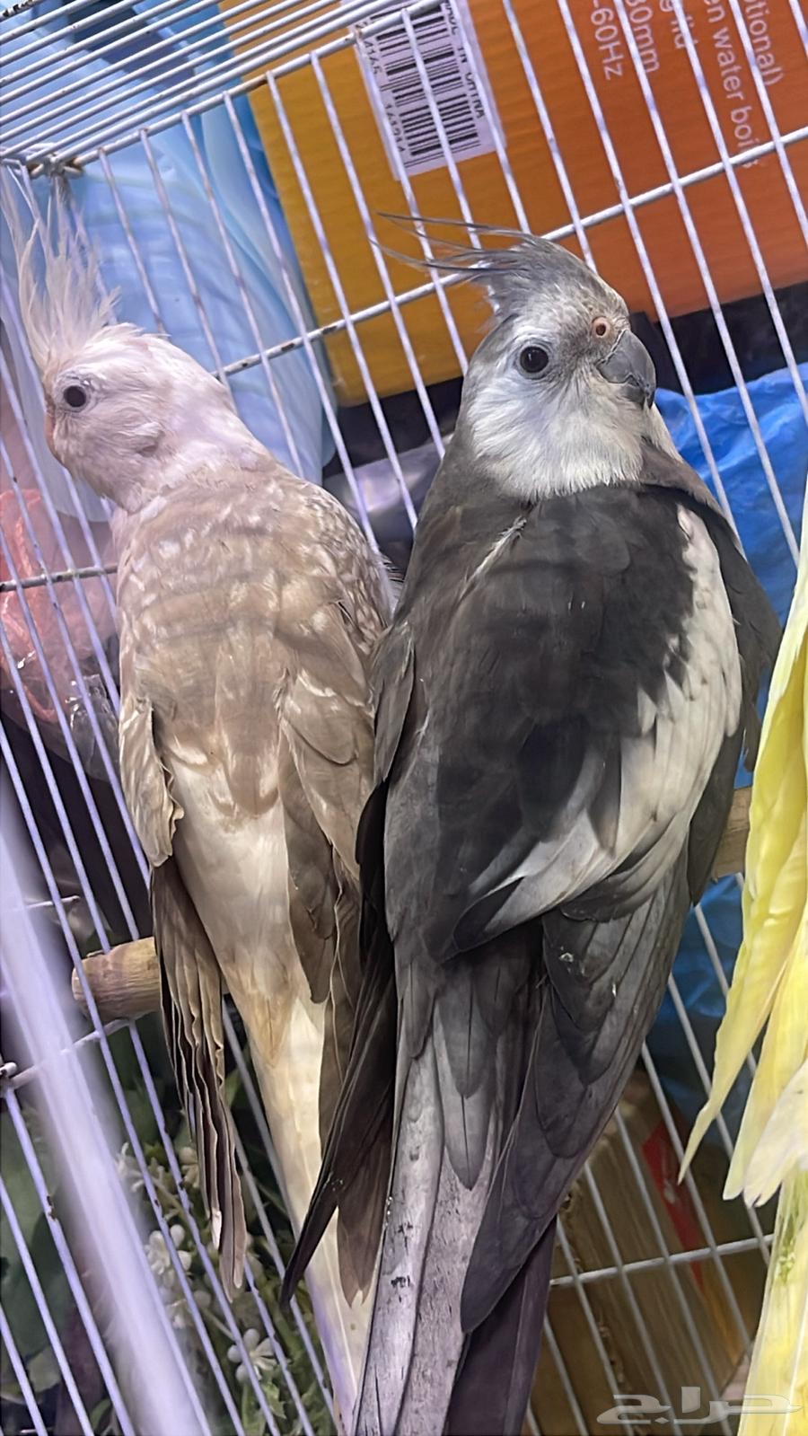 كرونات للبيع64550379563649114