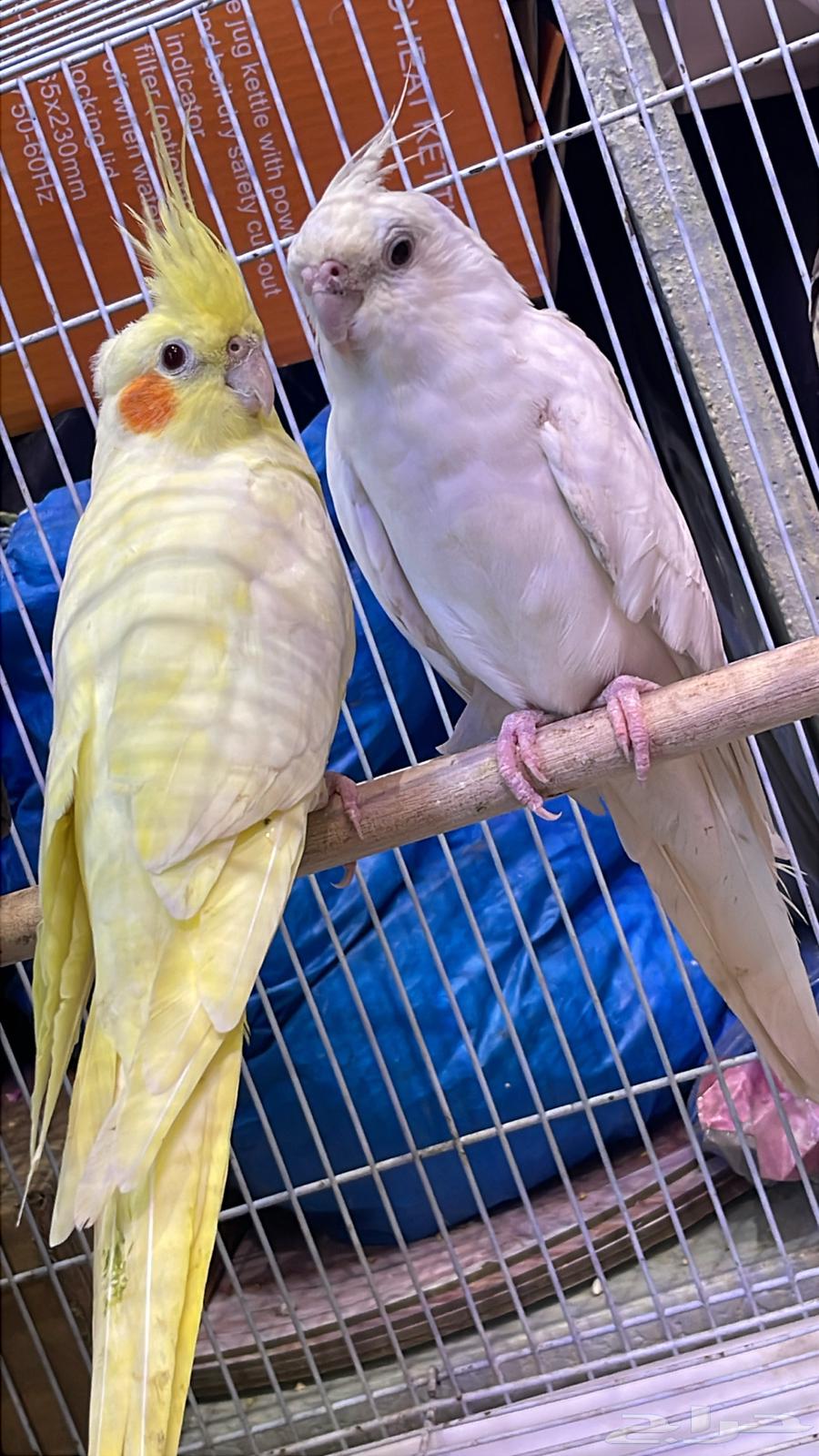 كرونات للبيع64550379563649112