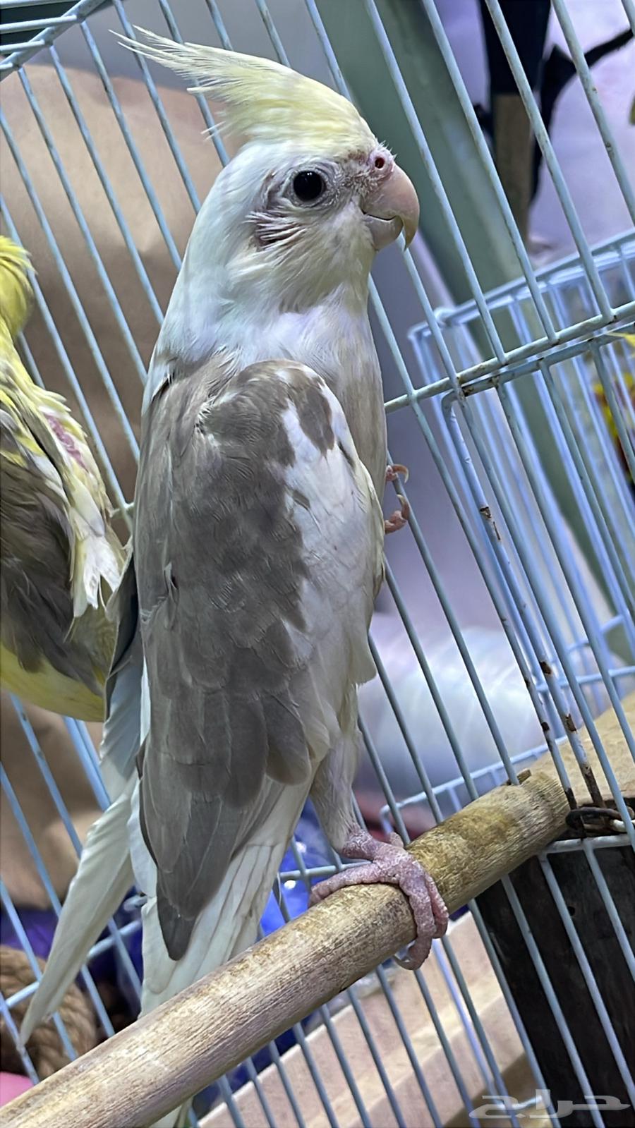 كرونات للبيع64550379563649110