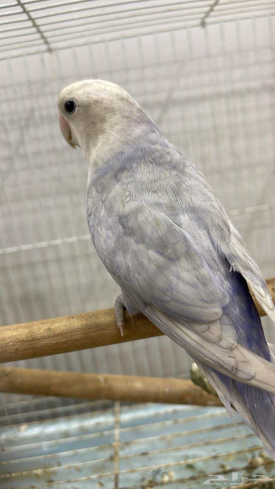 Condition of the breeding pair64547207774595110