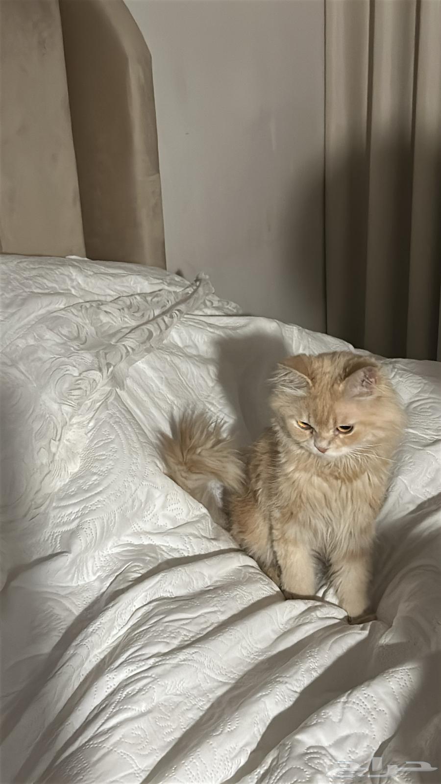 قطوه شيرازي للبيع64552633291650112