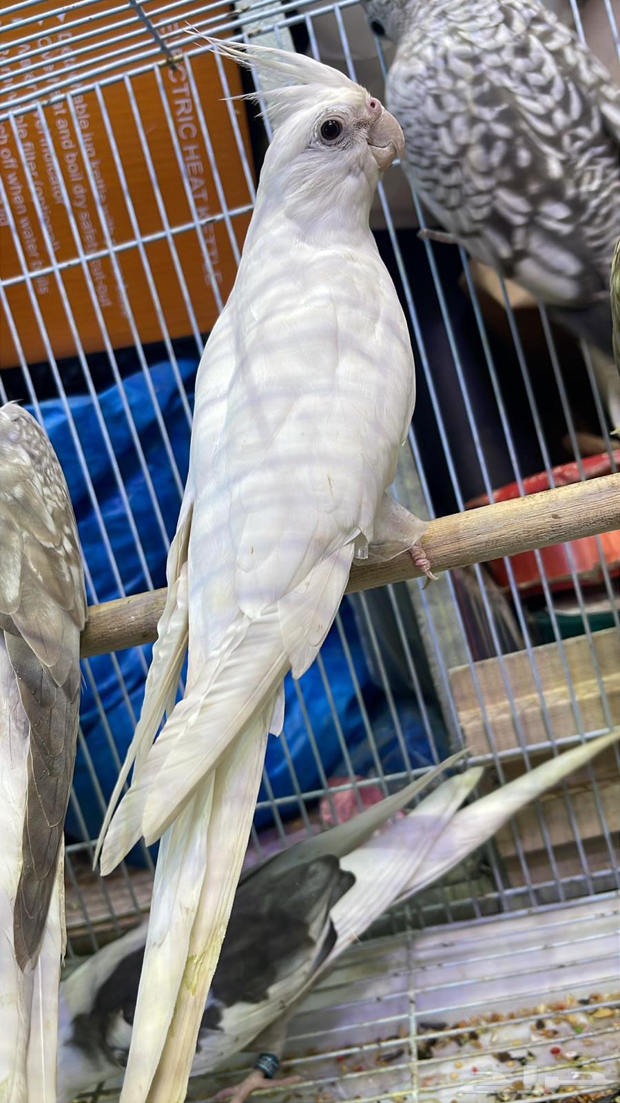 كرونات للبيع64550379563649113