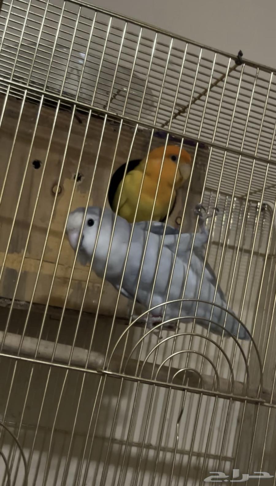 طيور الروز للبيع64544354499457111