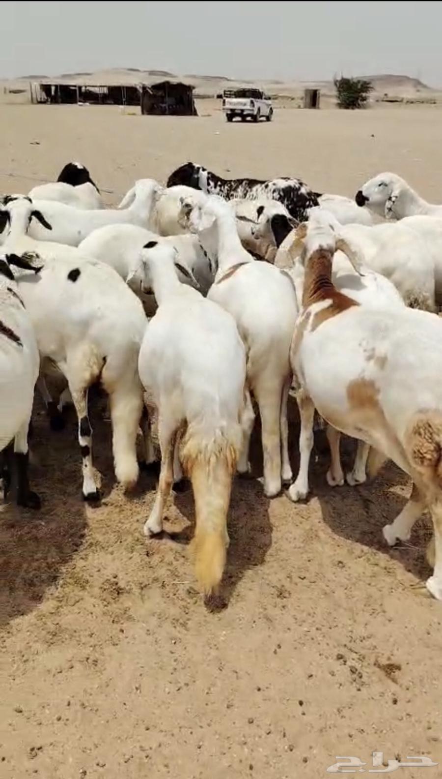 High-Quality Suwakni Sheep64553313918339111