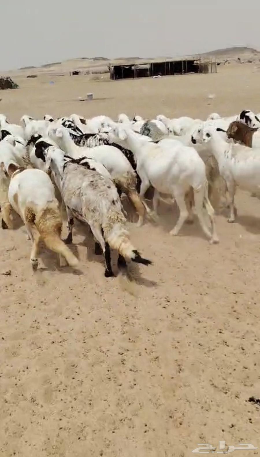 High-Quality Suwakni Sheep64553313918339113