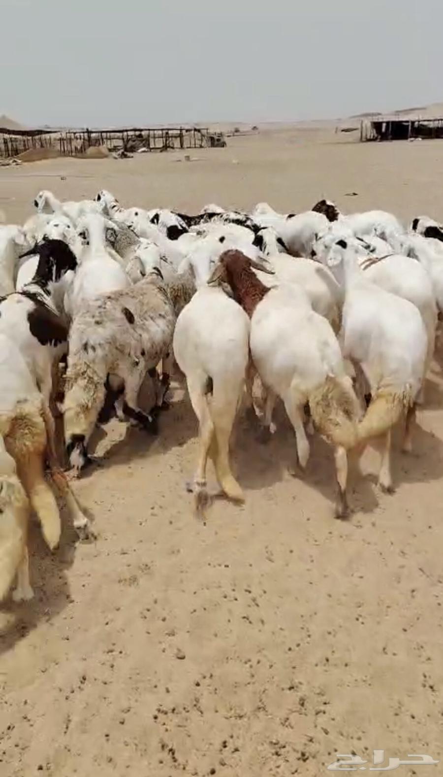 High-Quality Suwakni Sheep64553313918339112