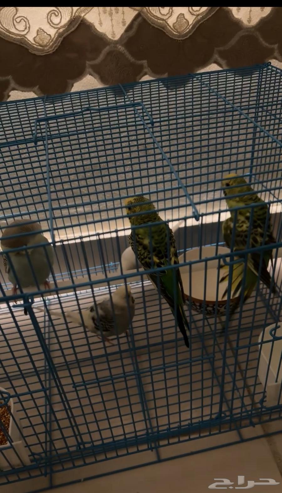 بيع عصافير البادجي سعر البيع الواحد 5064547332595714110