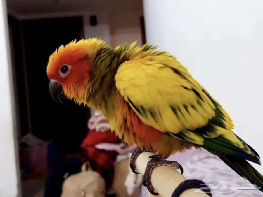 Sun Kinyor threatened bird talking on the hand of Yif64543902434819110