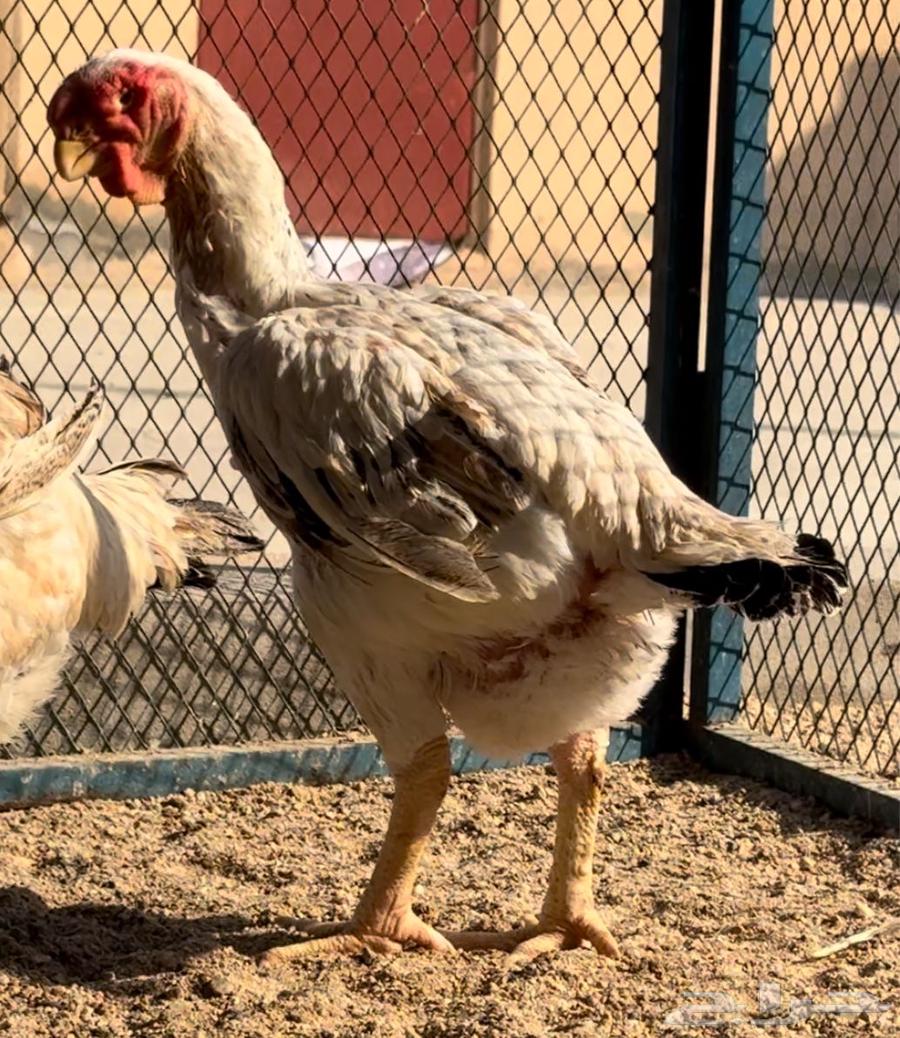 Two Persian chickens64552732461571111