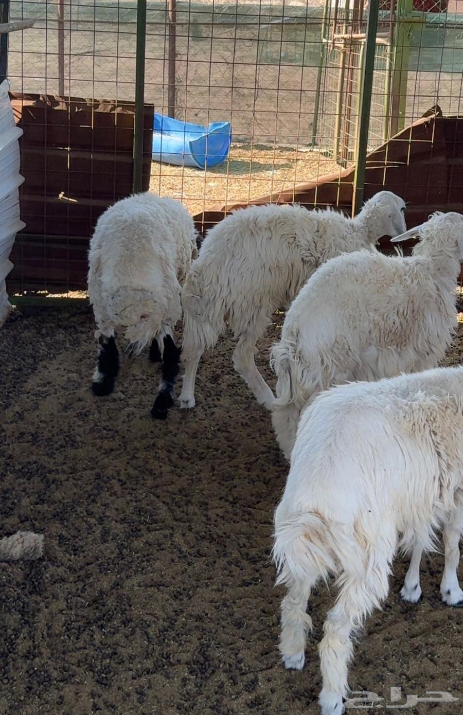 Rkhal64548098341378112