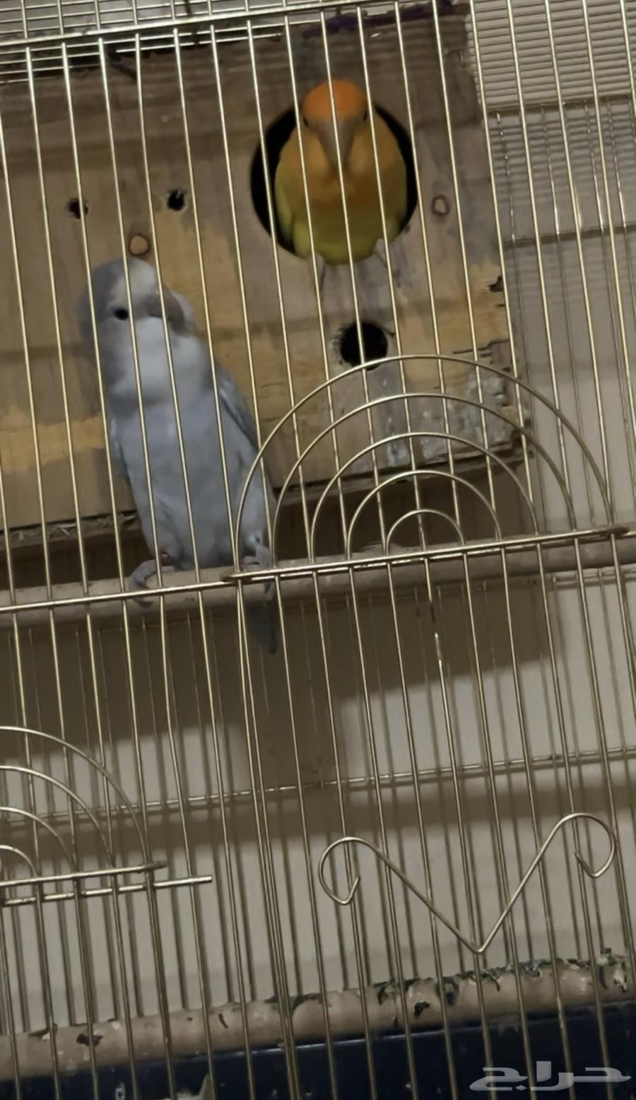 طيور الروز للبيع64544354499457110