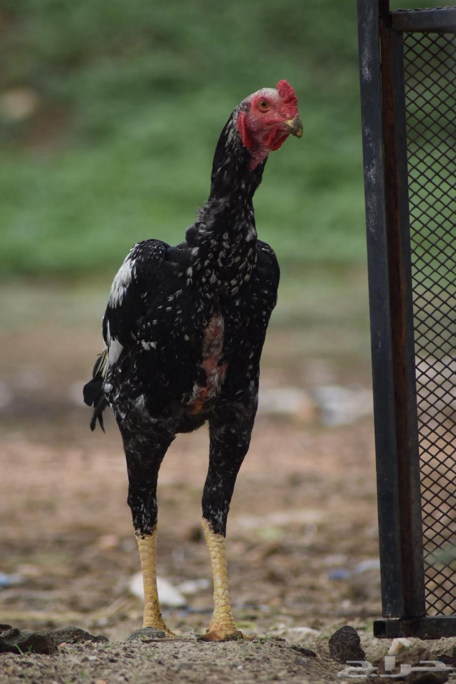 ديك سندي64545459802626111