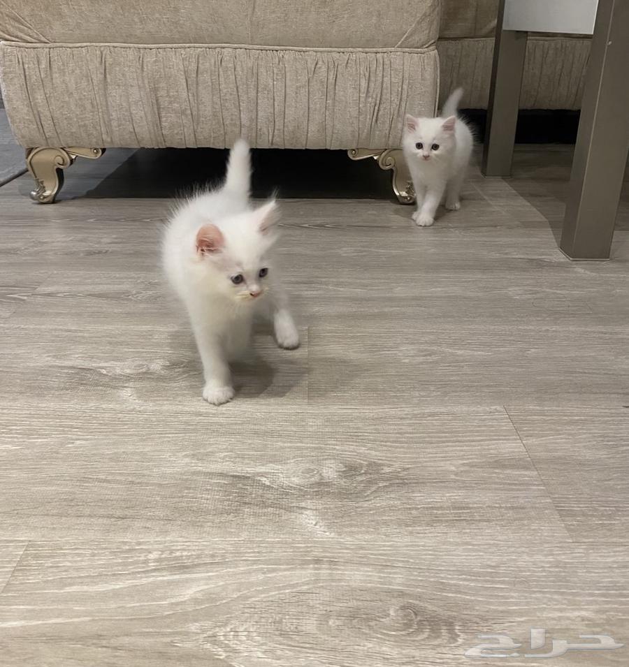 3 قطط شيرازي ابيض للبيع64549514226818110