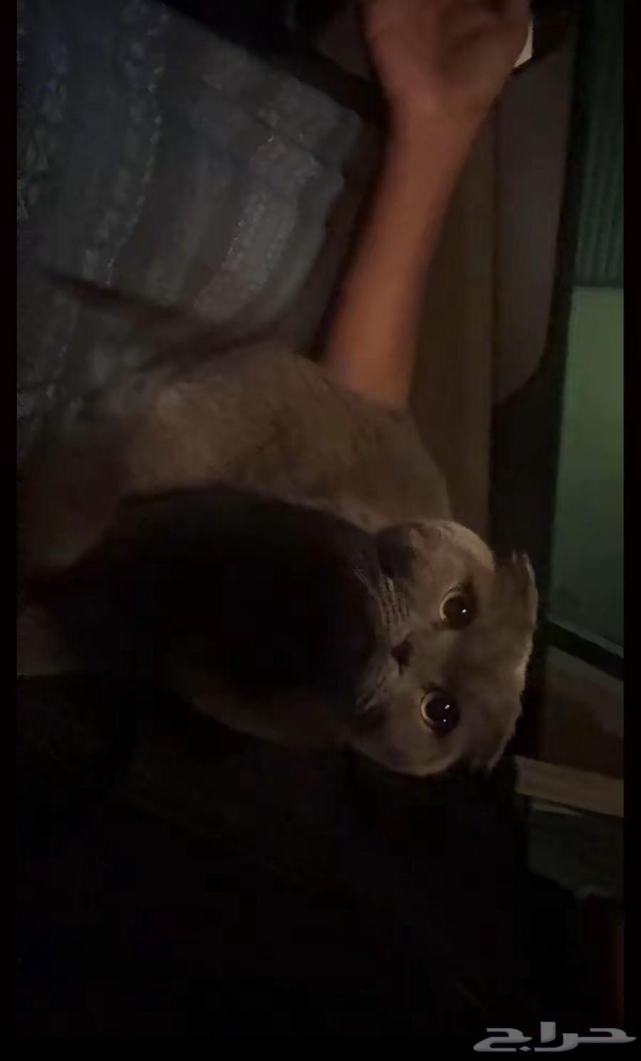 Enough, I'm a Scottish Fold64534057273089110