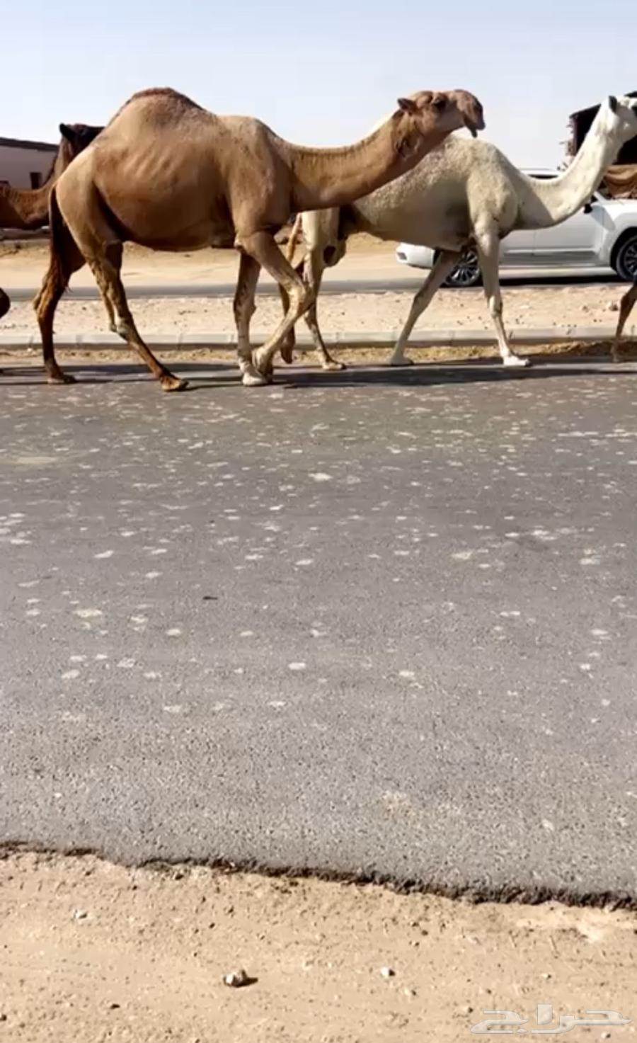 Productive camel64552661632386110