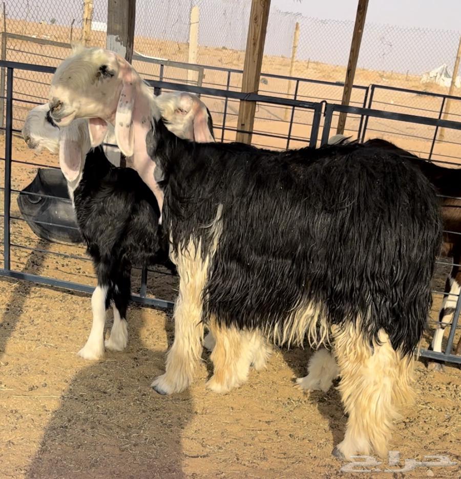 نجديه خصم تحتها طلي64550232112001113