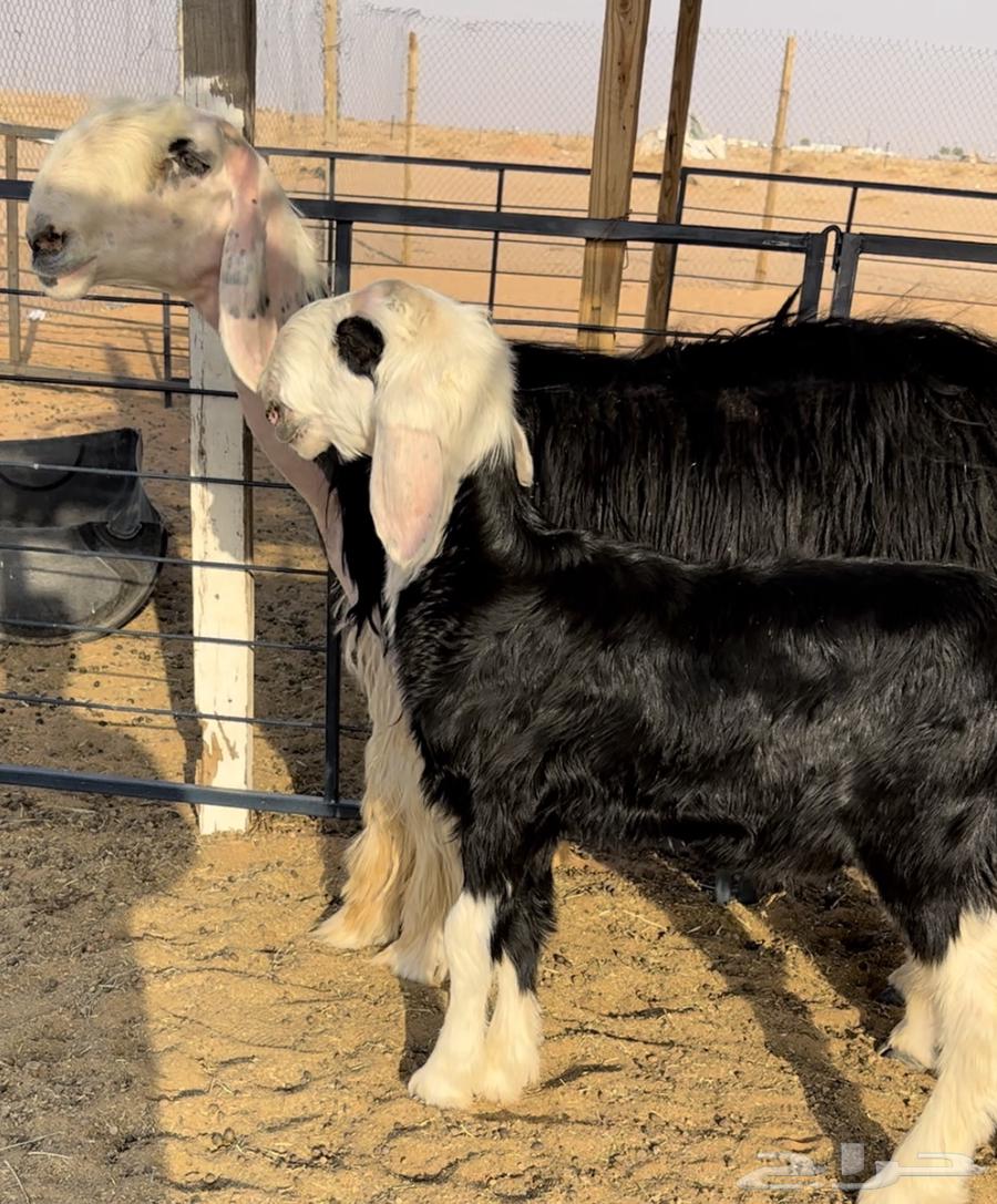 نجديه خصم تحتها طلي64550232112001111