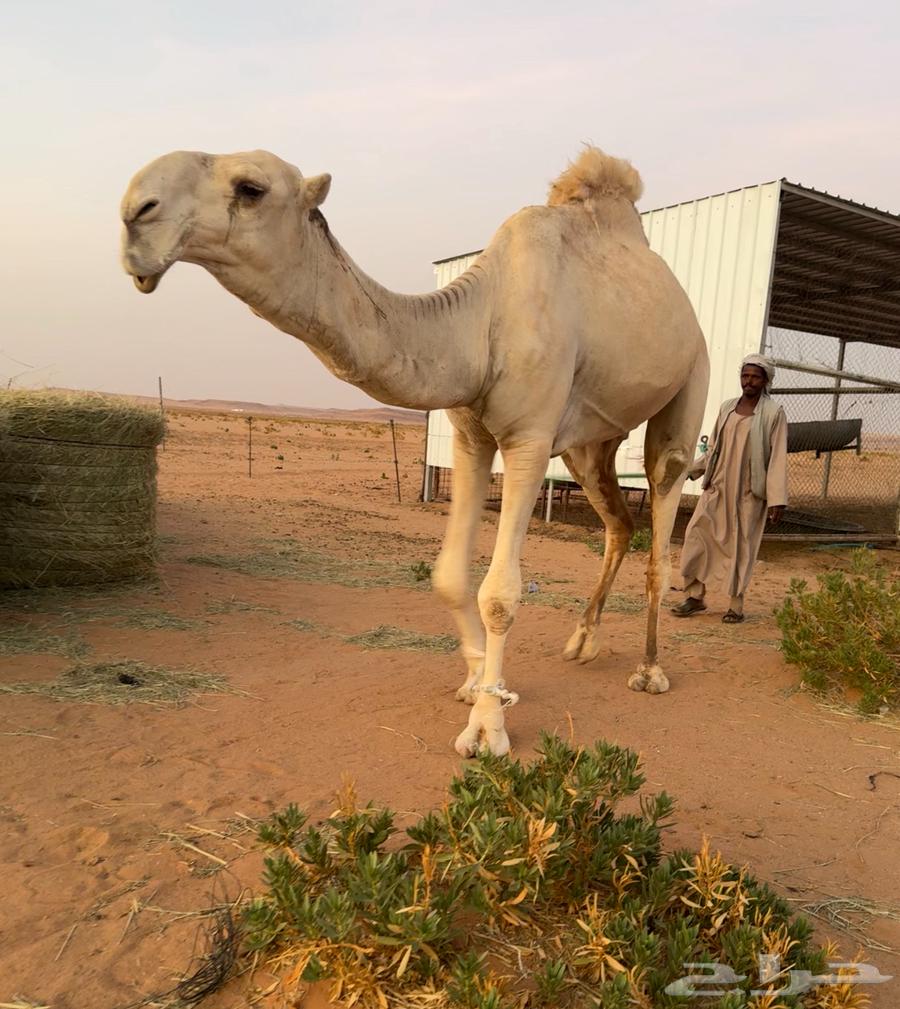 قعود فحل كفو فاخر على ساس لأهل الزين فقط64525704783618111