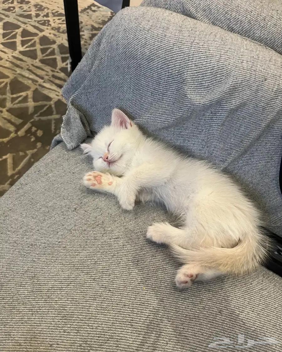 قط سكوتش فولد للبيع64547972574593114