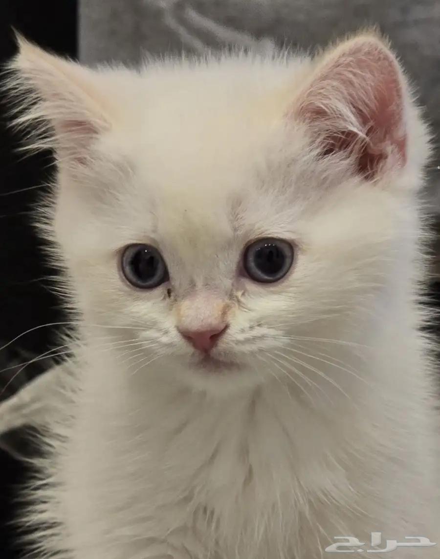 قط سكوتش فولد للبيع64547972574593110
