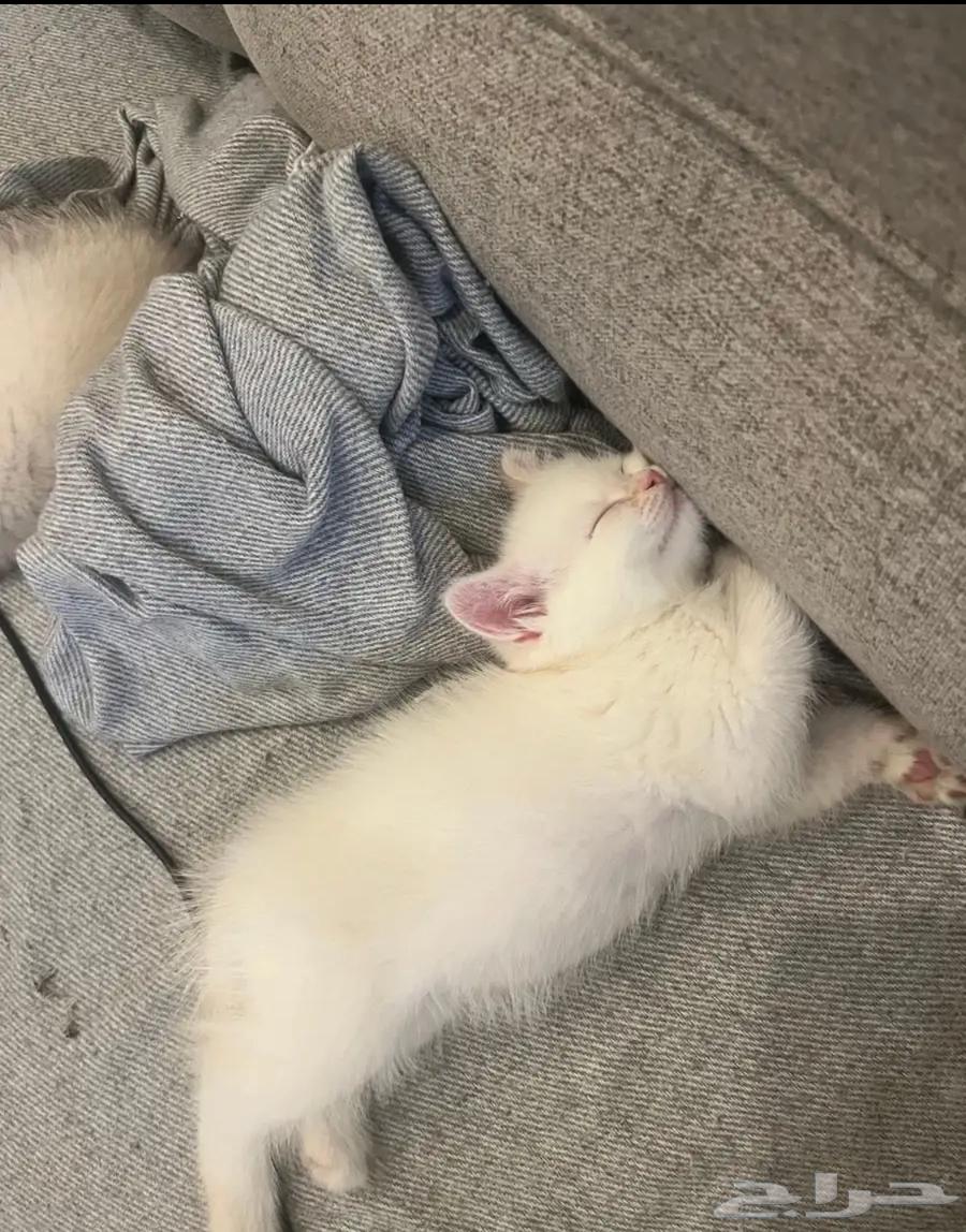 قط سكوتش فولد للبيع64547972574593112