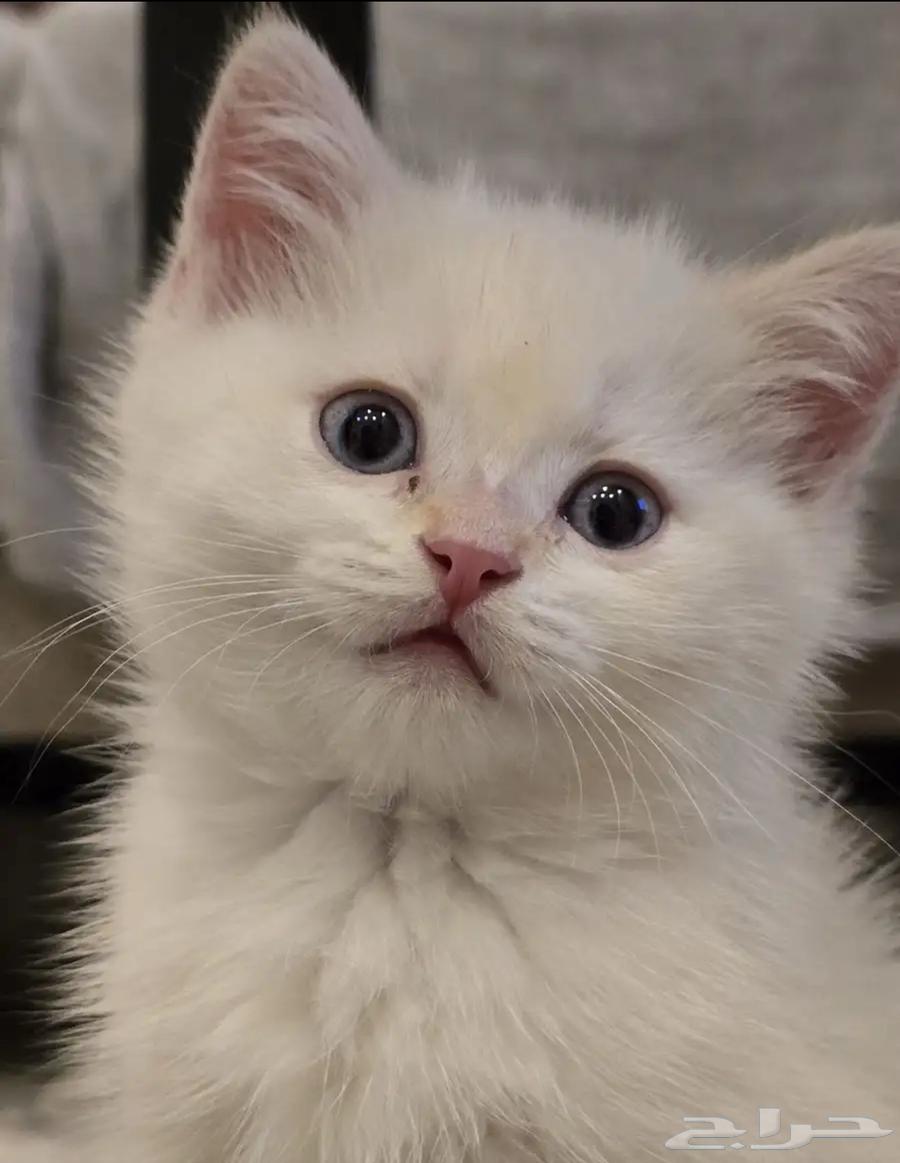 قط سكوتش فولد للبيع64547972574593111