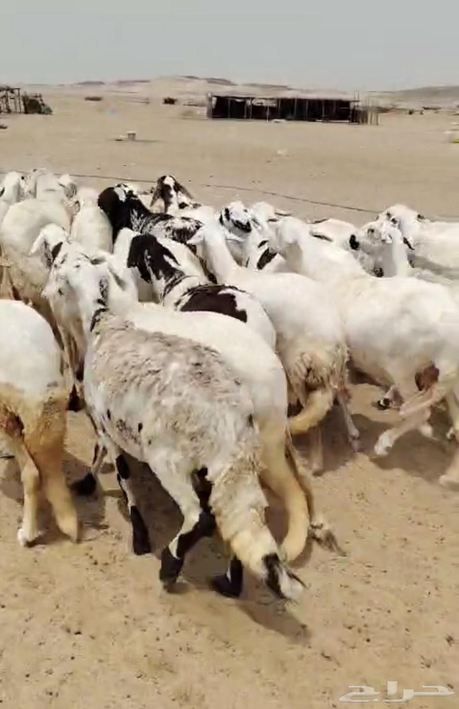 High-Quality Suwakni Sheep64553313918339110