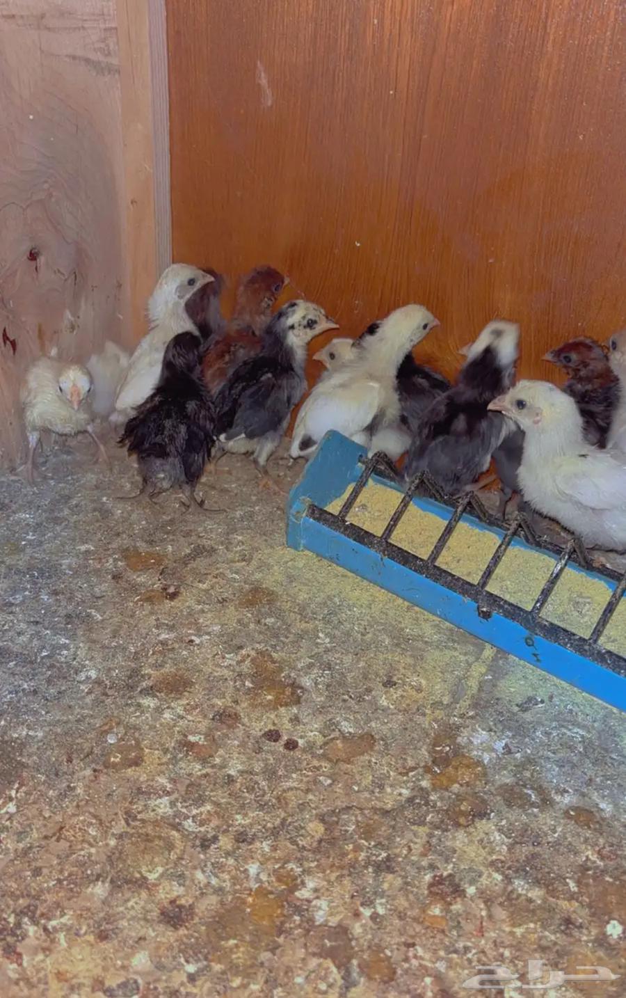 للبيع صوص فيومي الألمنيوم64551876774403110