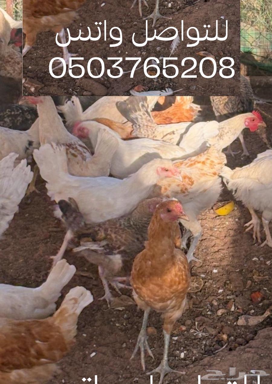 للبيع ديوك   بلدي القصيم عنيزة64550917087747110