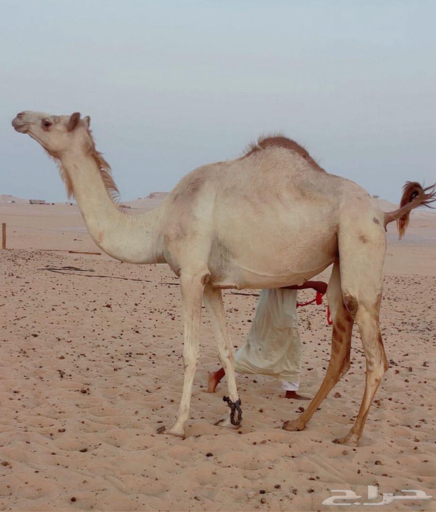 هجن سودانيه فل وطيبه جداا64550396081026111