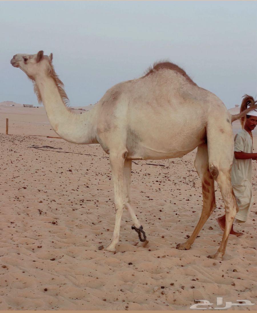 هجن سودانيه فل وطيبه جداا64550396081026110