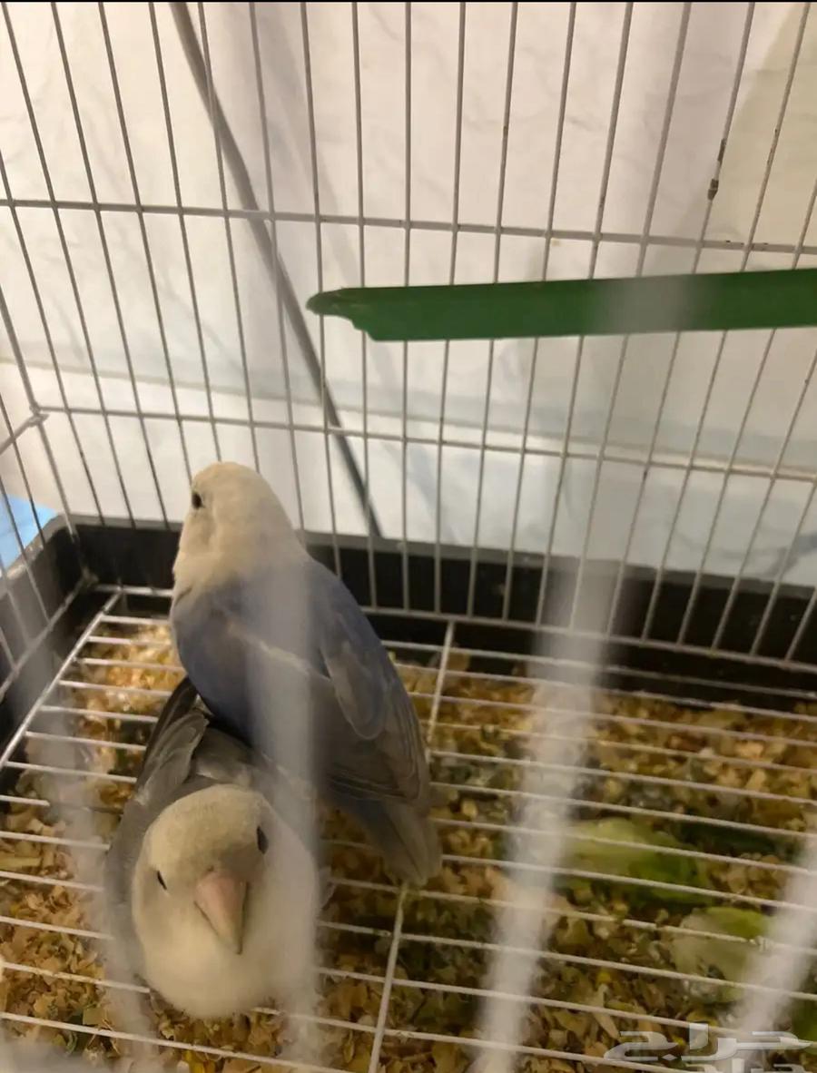 روز جوز صحتهم ممتازه للبيع64551676190979110