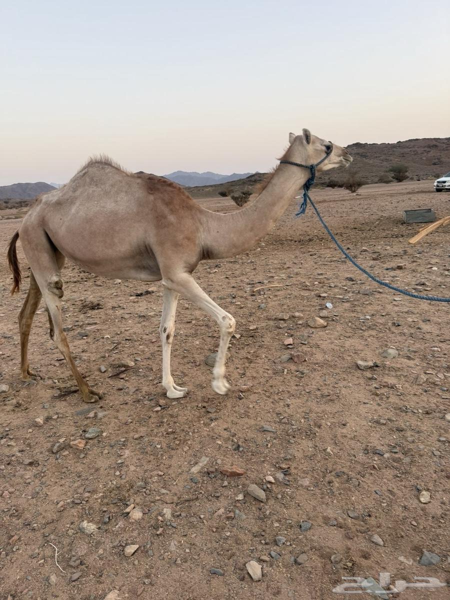 بكرة للبيع64551147505667110