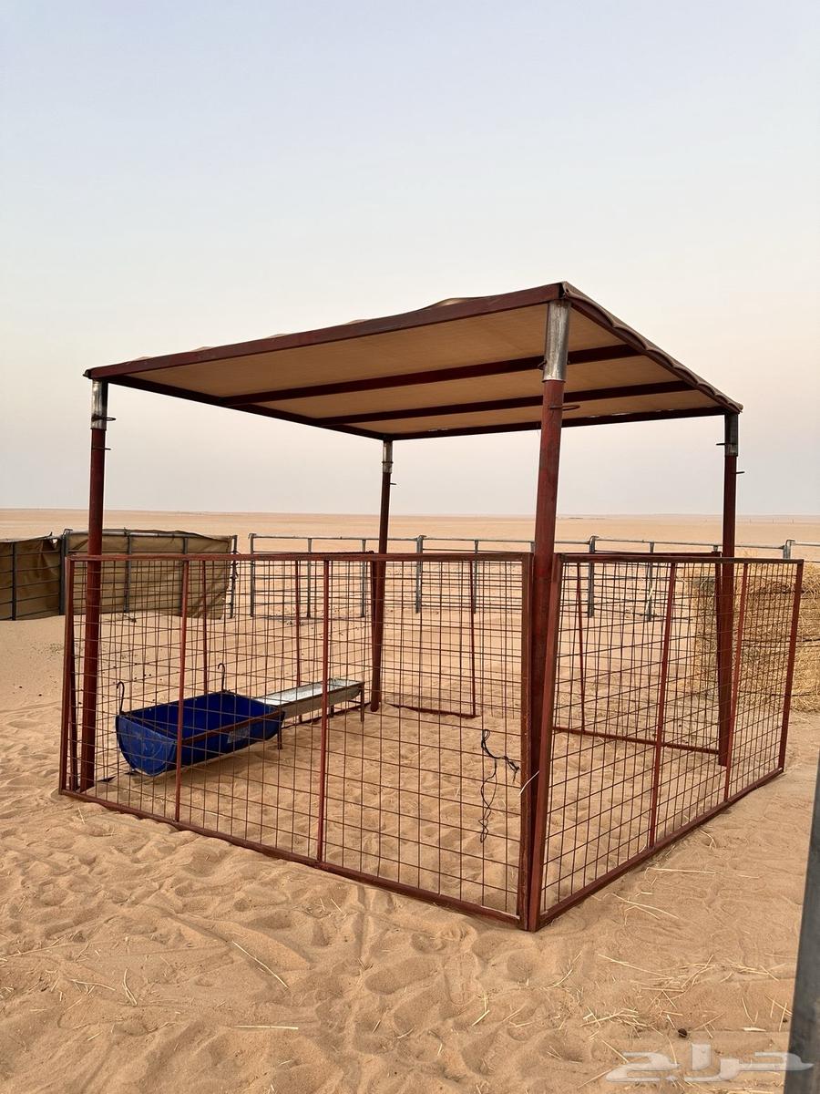 صفايح شبك غنم ومضله غنم جديده64551590009346110