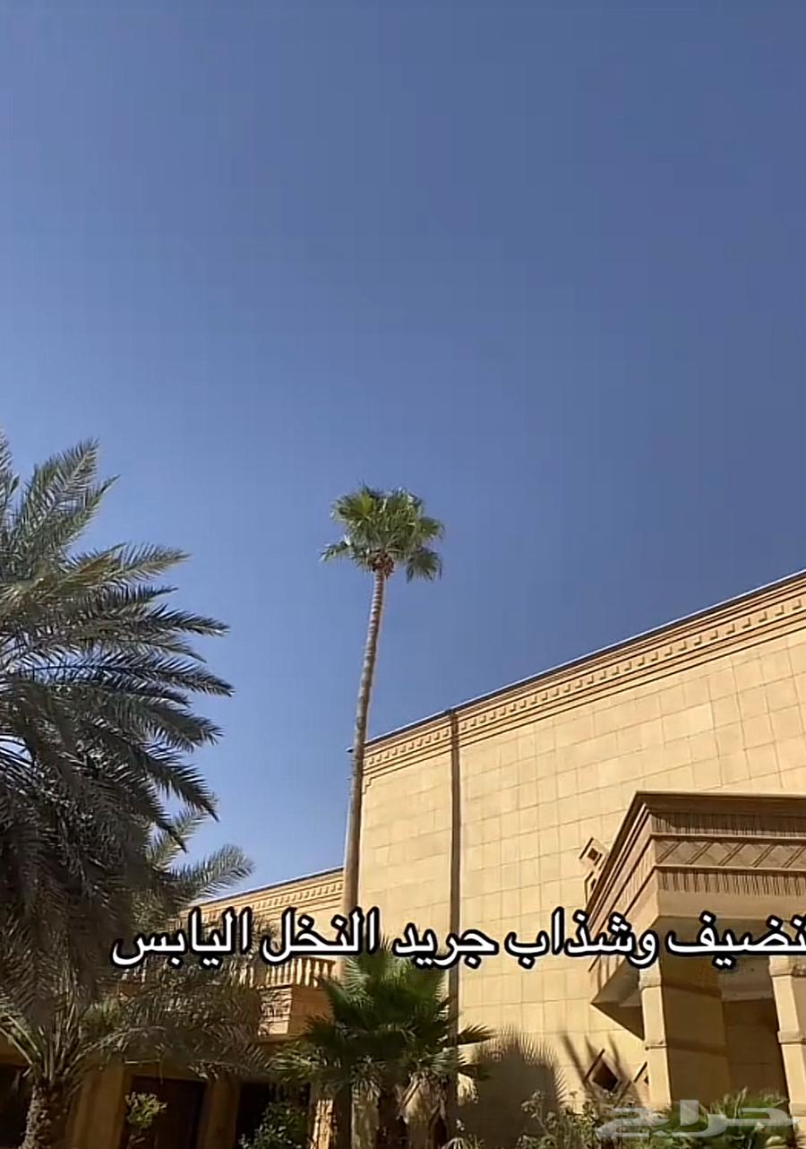 Cleaning and cutting dry palm fronds (jereed), up to 15 meters of palm trees64482240898435111